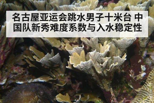 名古屋亚运会跳水男子十米台 中国队新秀难度系数与入水稳定性